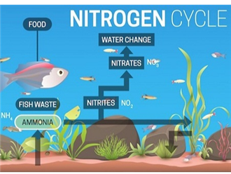 Chu trình nitơ hoạt động như thế nào (Nitrogen Cycle)