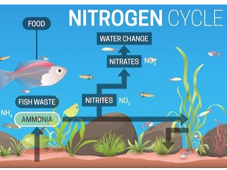 Chu trình nitơ hoạt động như thế nào (Nitrogen Cycle)