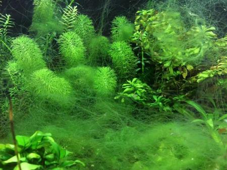 Kiến thức về tảo, cách diệt rêu tảo trong hồ thủy sinh